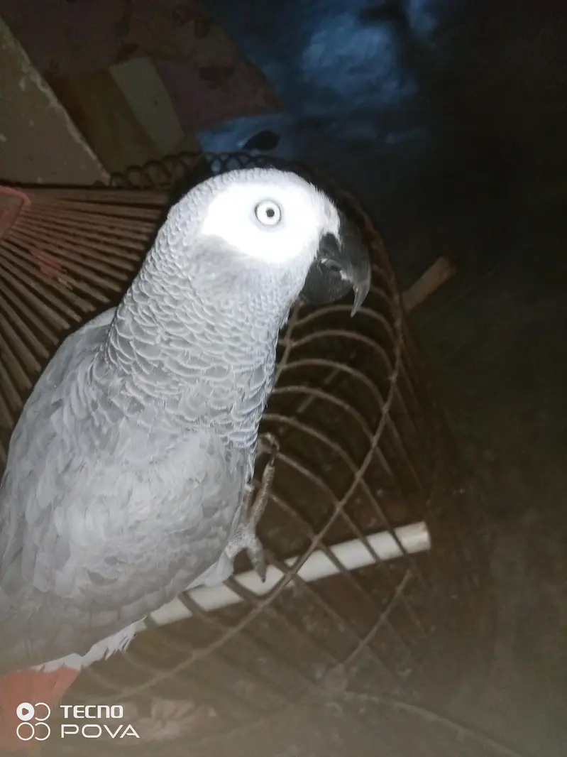 ASSALAMUALAIKUM YE GREY PARROT HAI MASHALLAH 3 YEARS KA HAI — photo 9