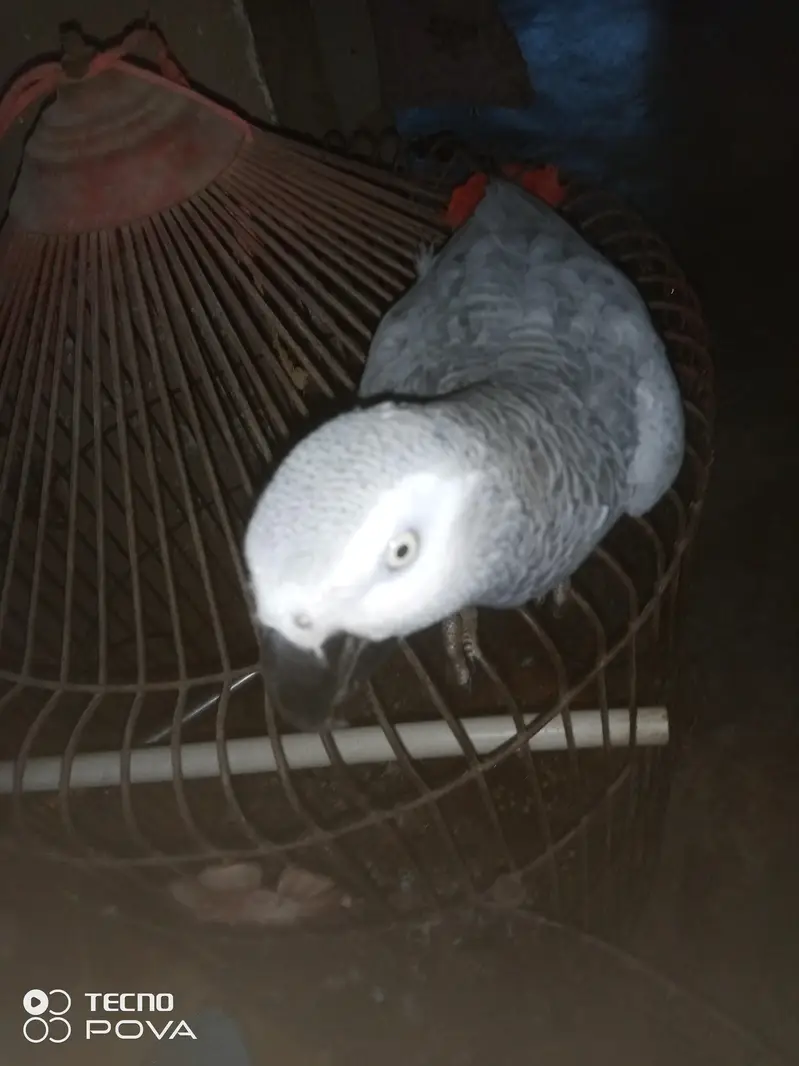 ASSALAMUALAIKUM YE GREY PARROT HAI MASHALLAH 3 YEARS KA HAI — photo 10