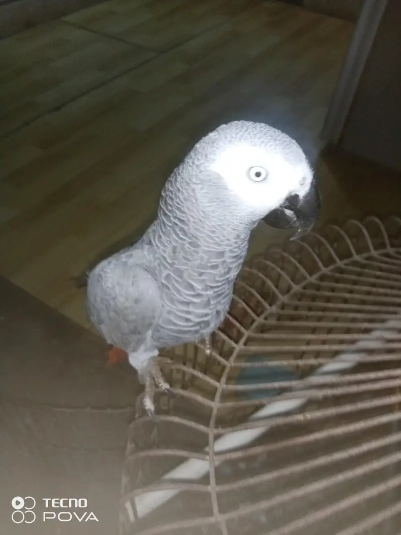ASSALAMUALAIKUM YE GREY PARROT HAI MASHALLAH 3 YEARS KA HAI — photo 11