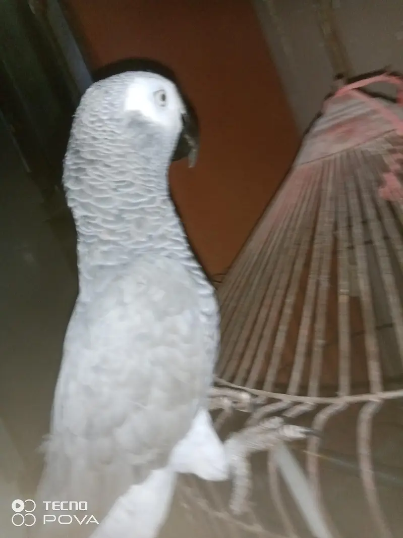 ASSALAMUALAIKUM YE GREY PARROT HAI MASHALLAH 3 YEARS KA HAI — photo 12