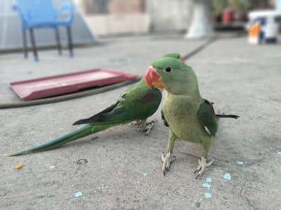 raw parrots pair