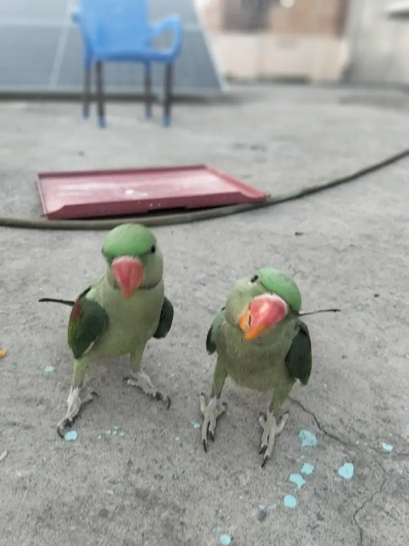 raw parrots pair — photo 2