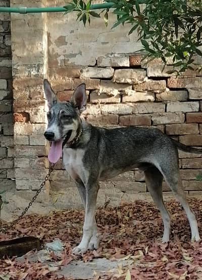 Alsatian bagiyari Male dog