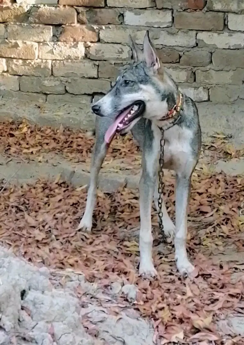 Alsatian bagiyari Male dog — photo 2