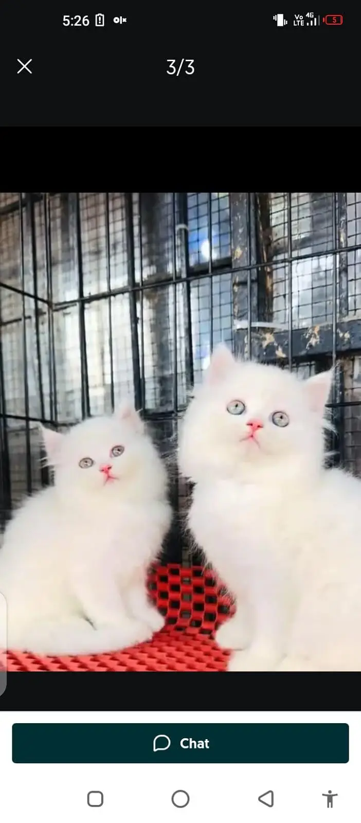 Persian cat for sale male or female my WhatsApp number32/53/13/39/55 — photo 2