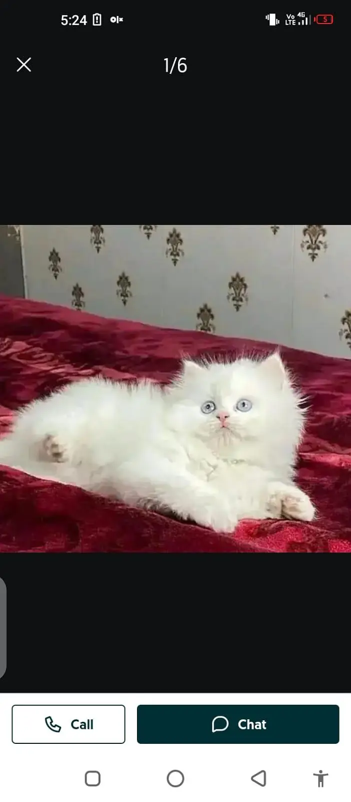 Persian cat for sale male or female my WhatsApp number32/53/13/39/55 — photo 3