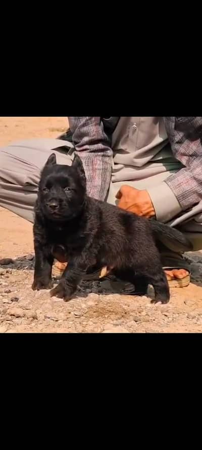 German Shepherd | Puppies | Dog | German Shepherd Pup | long Coat