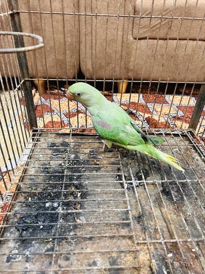 Kashmiri parrot
