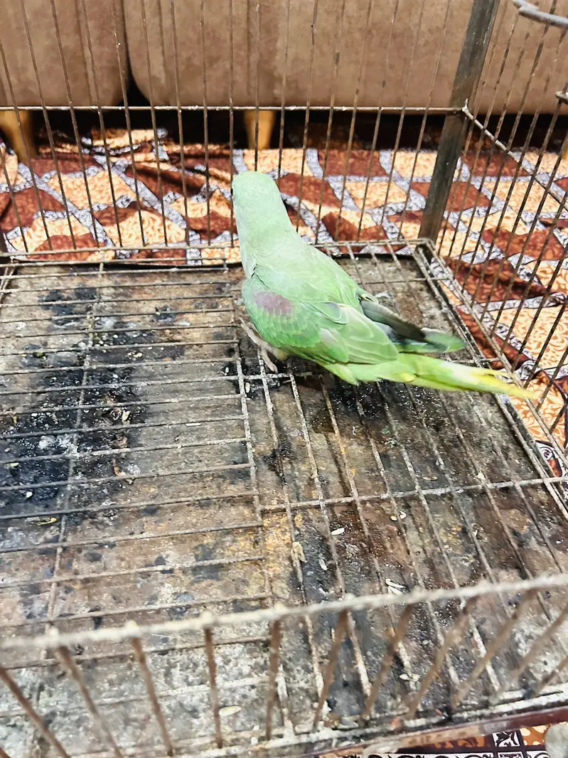 Kashmiri parrot — photo 2