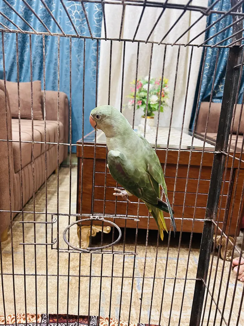 Kashmiri parrot — photo 3