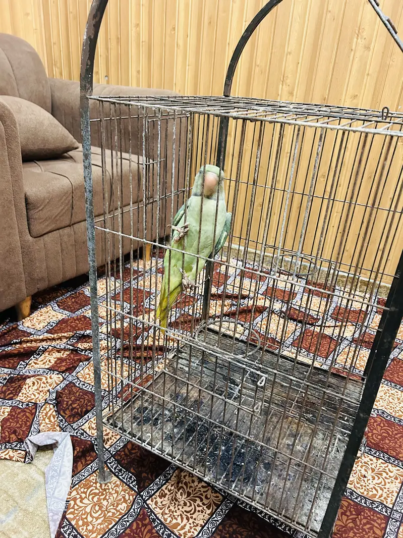 Kashmiri parrot — photo 4