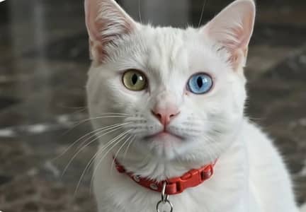 double cote cat white