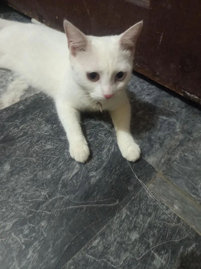 double cote cat white — photo 2