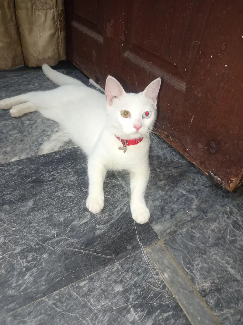 double cote cat white — photo 3