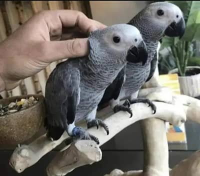 African Grey parrot for sale O3O8,,,  29 ,,,,16 ,,,232   my WhatsApp