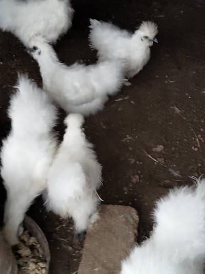 Silkie chicks and Breeder pair