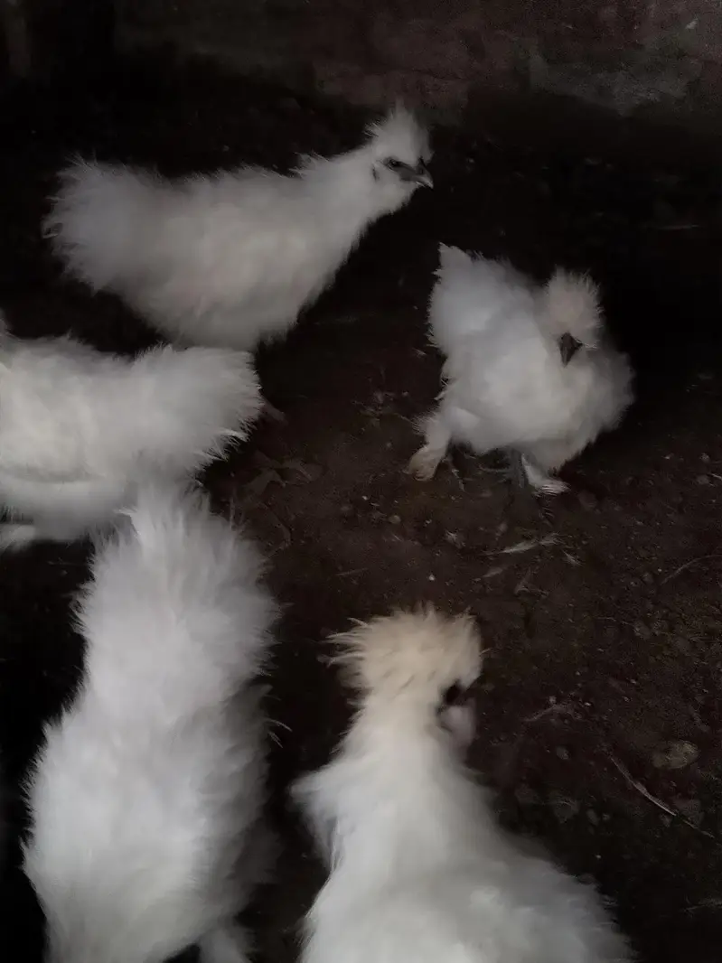 Silkie chicks and Breeder pair — photo 2
