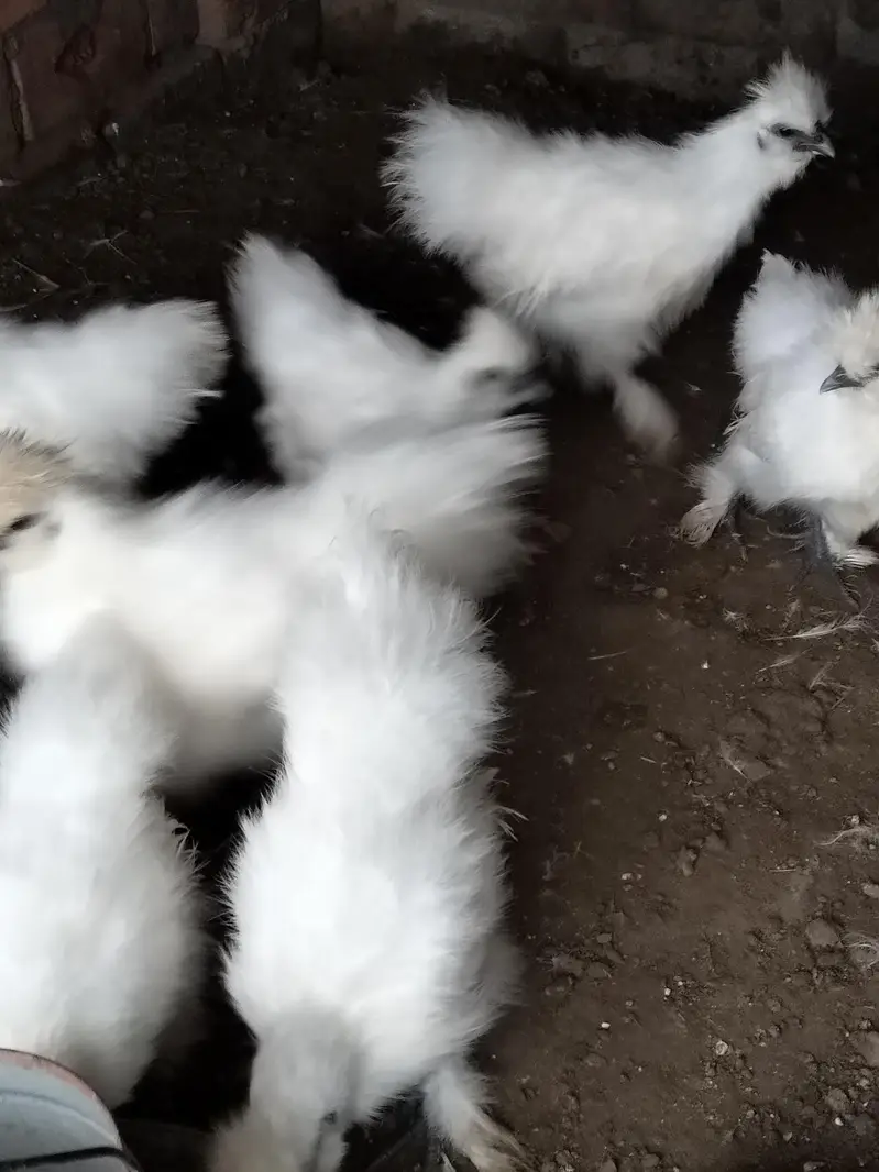 Silkie chicks and Breeder pair — photo 3