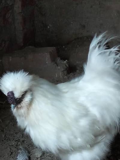 Silkie Breeder pair for Sale