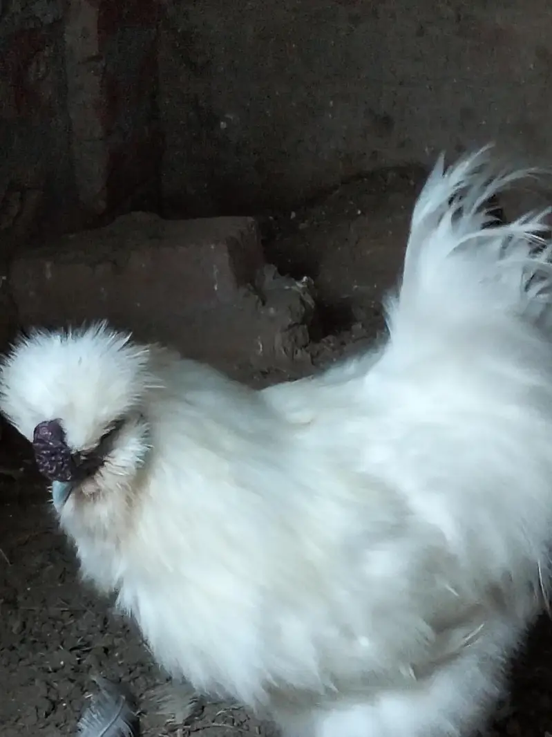 Silkie chicks and Breeder pair — photo 4