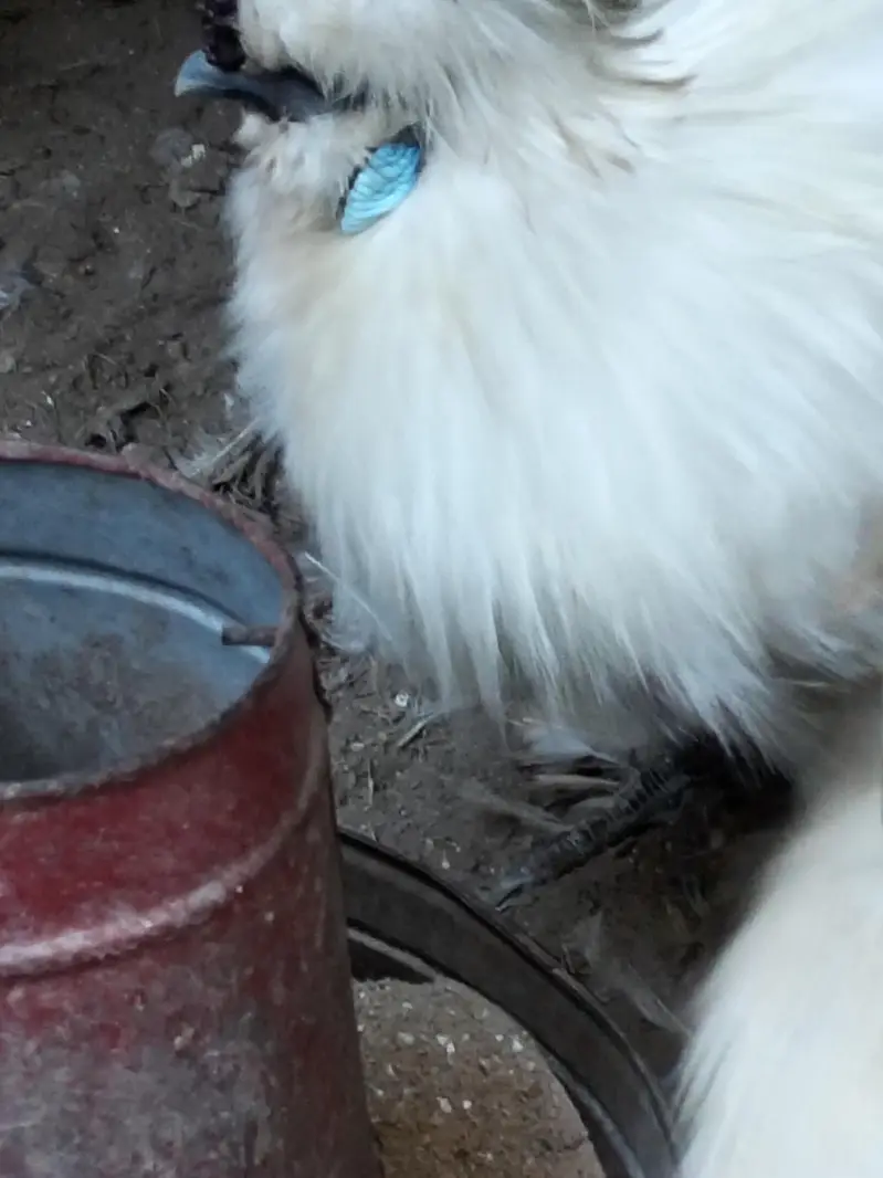 Silkie chicks and Breeder pair — photo 5