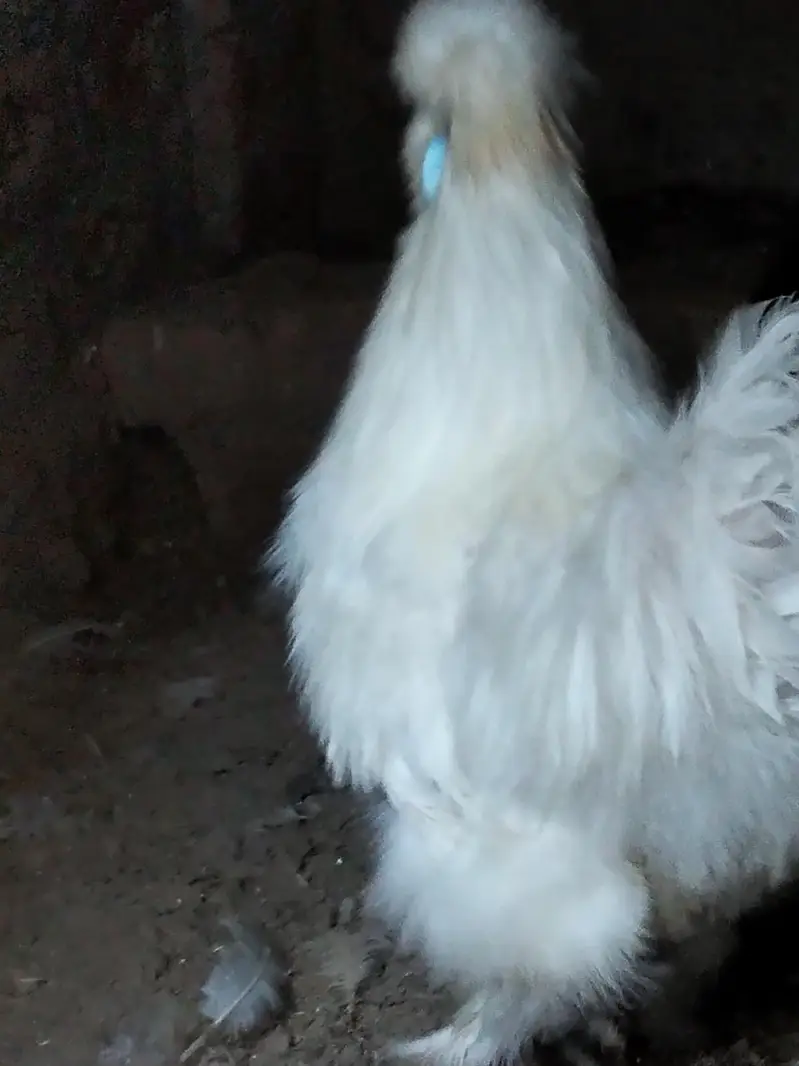 Silkie chicks and Breeder pair — photo 6