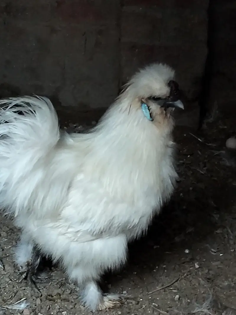 Silkie chicks and Breeder pair — photo 7