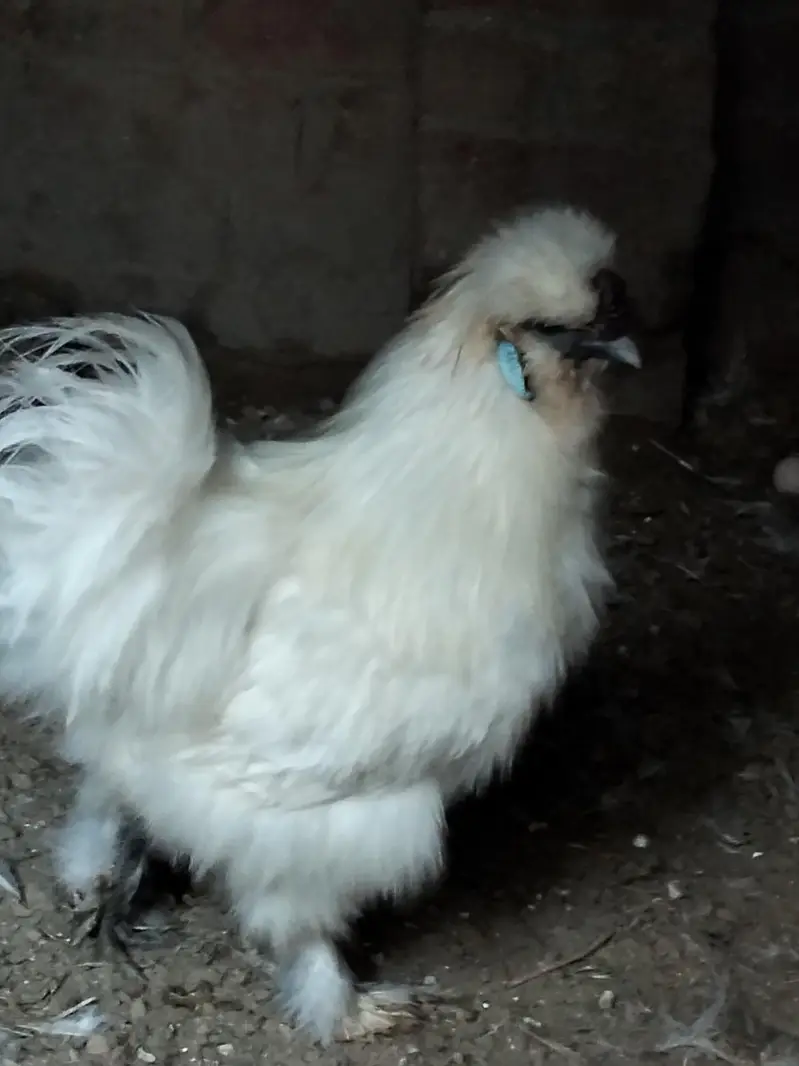 Silkie chicks and Breeder pair — photo 8