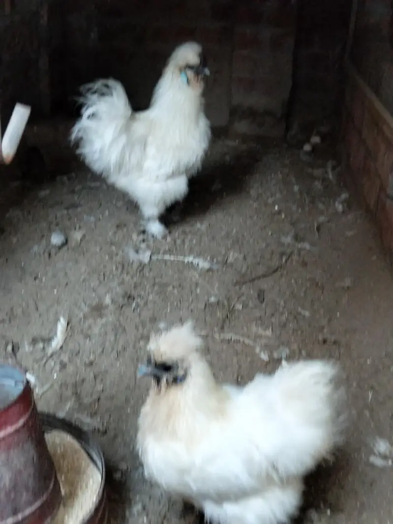 Silkie chicks and Breeder pair — photo 9