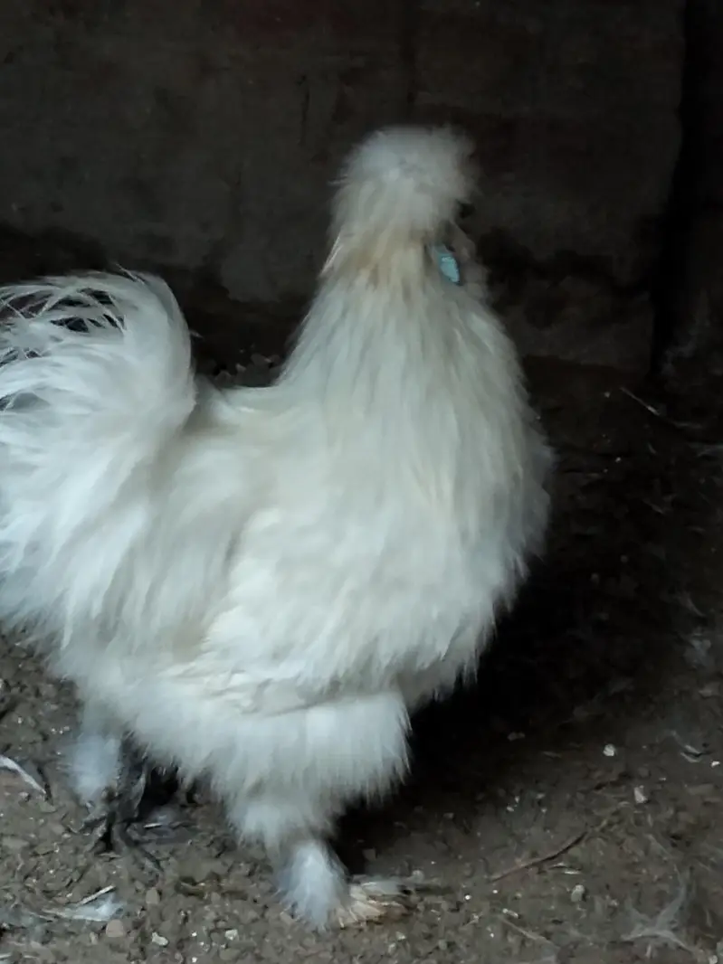 Silkie chicks and Breeder pair — photo 10