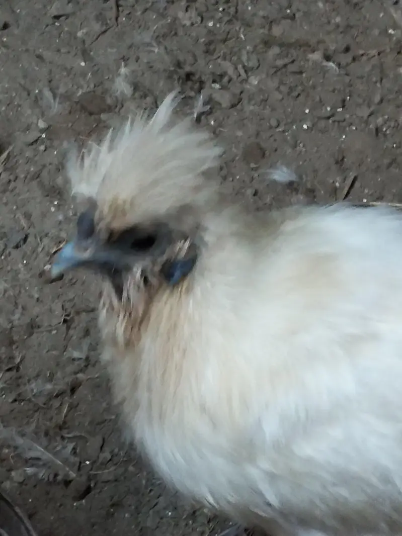 Silkie chicks and Breeder pair — photo 11