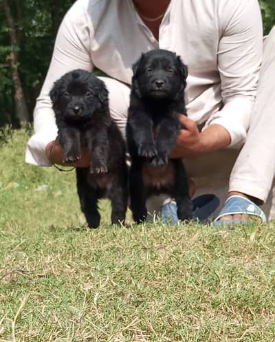 Black Shepherd Puppy Pair | Long Coat | gsd | Dog For sale | Puppies