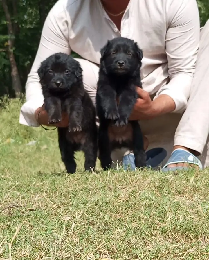 Black Shepherd Puppy Pair | Long Coat | gsd | Dog For sale | Puppies