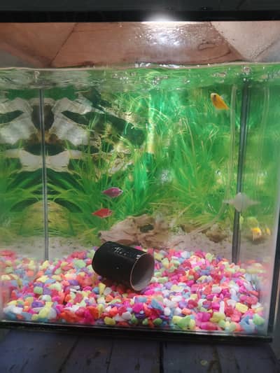 Aquarium for sale
