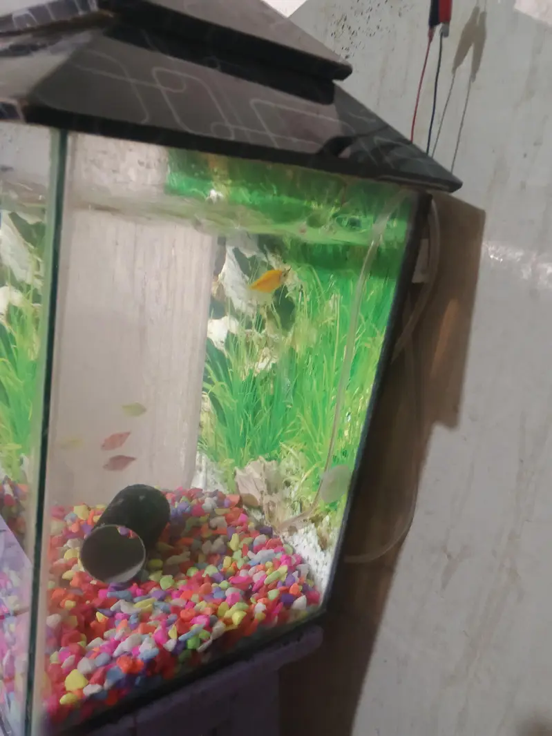 Aquarium for sale — photo 4