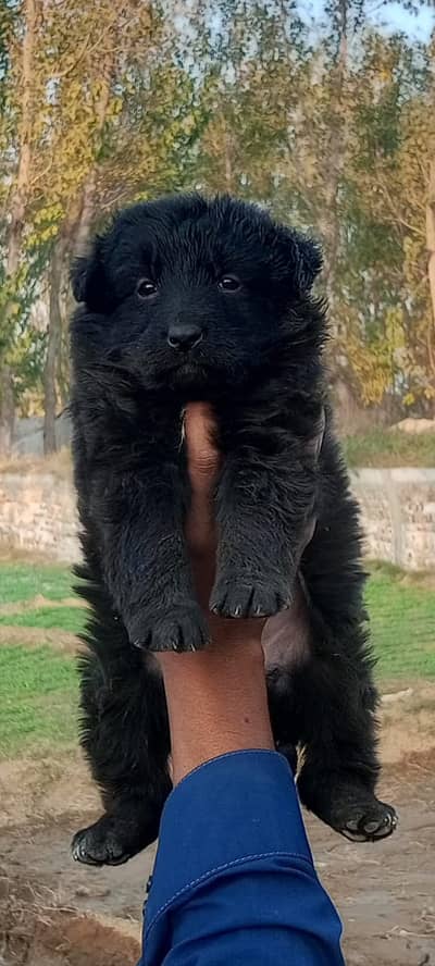 Black Shepherd Puppy | Long Coat | gsd | Dog For sale