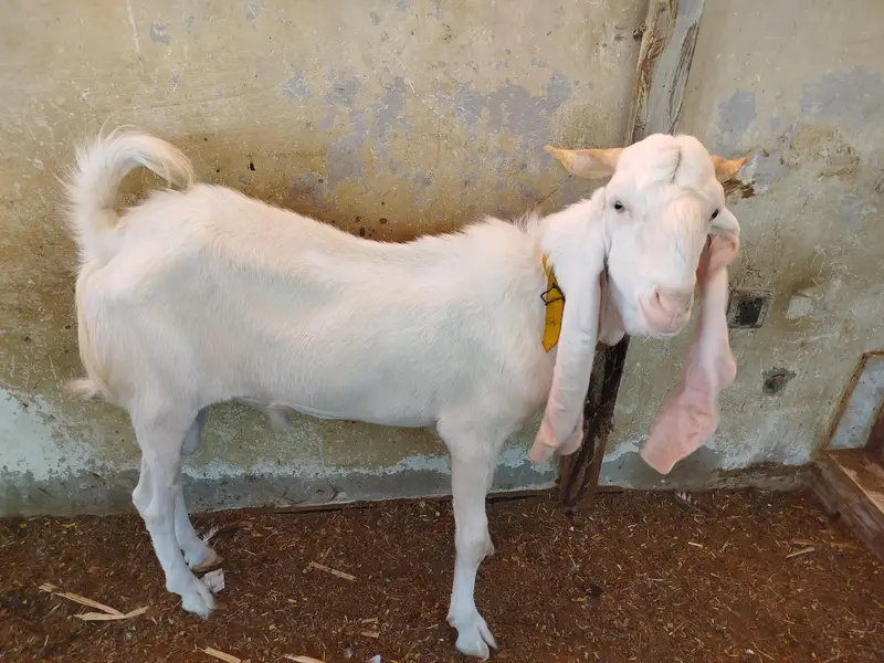 GULABI BREADER MALE