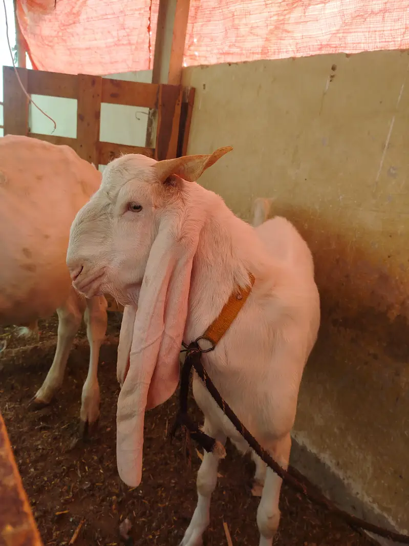 GULABI BREADER MALE — photo 4