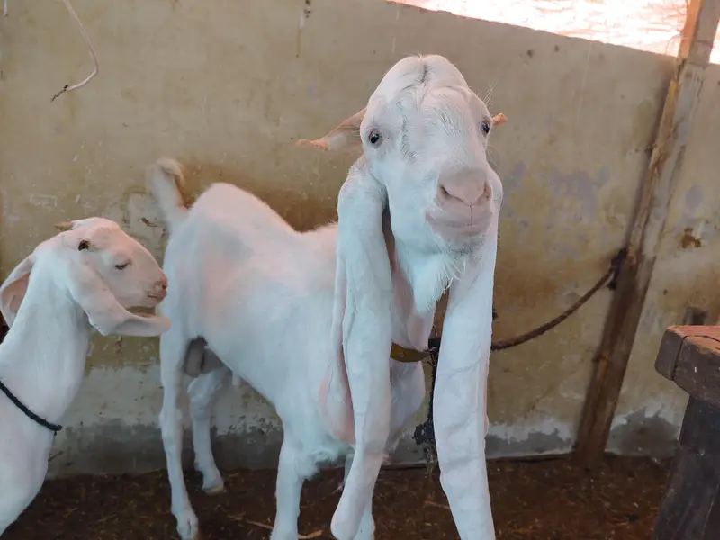 GULABI BREADER MALE — photo 6