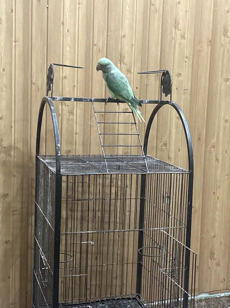 Kashmiri parrot — photo 5