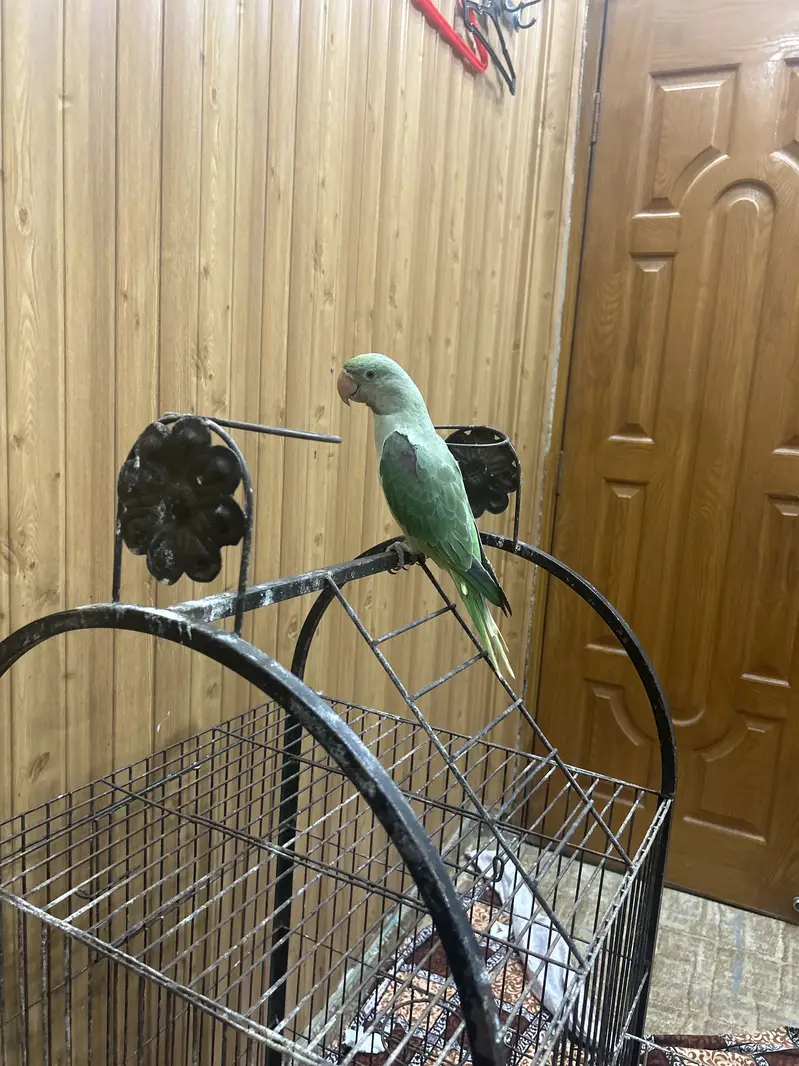 Kashmiri parrot — photo 6