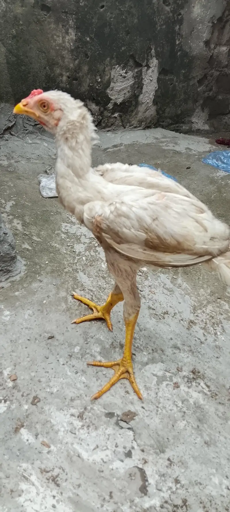 03249430851 ye WhatsApp ka number video mil jya gi — photo 2