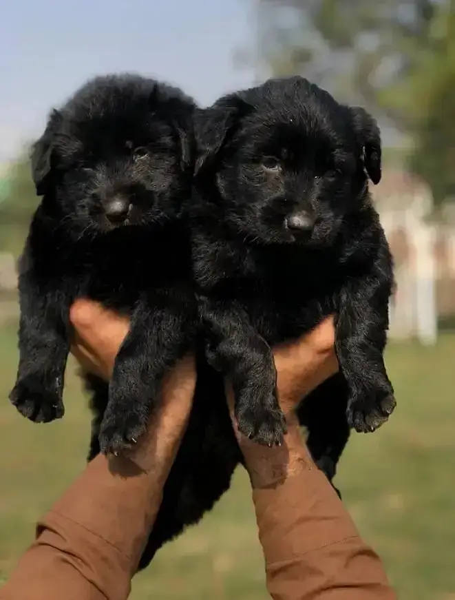 Black Shepherd Puppy Pair | Long Coat | gsd | Dog For sale | Puppies