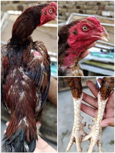 aseel + cage for sale