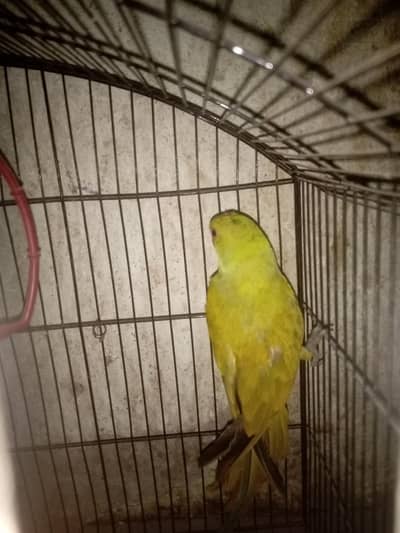 parrot