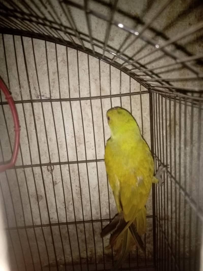 parrot 2