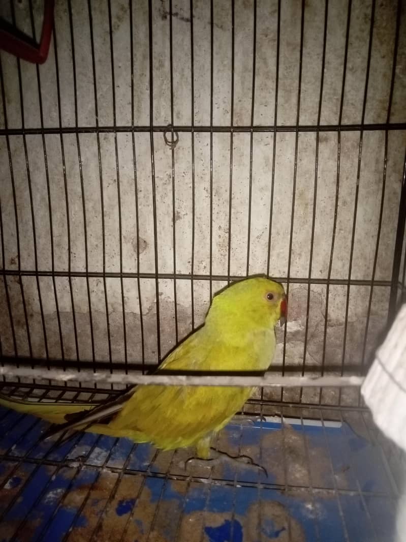 parrot 3
