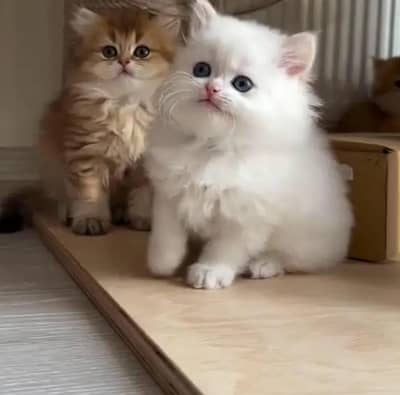 Persian female kitten for sale 0346+4647+379