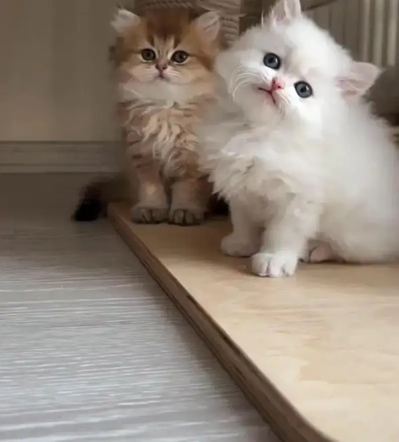 Persian female kitten for sale 0346+4647+379 — photo 2