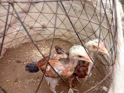 Aseel Chicks pair